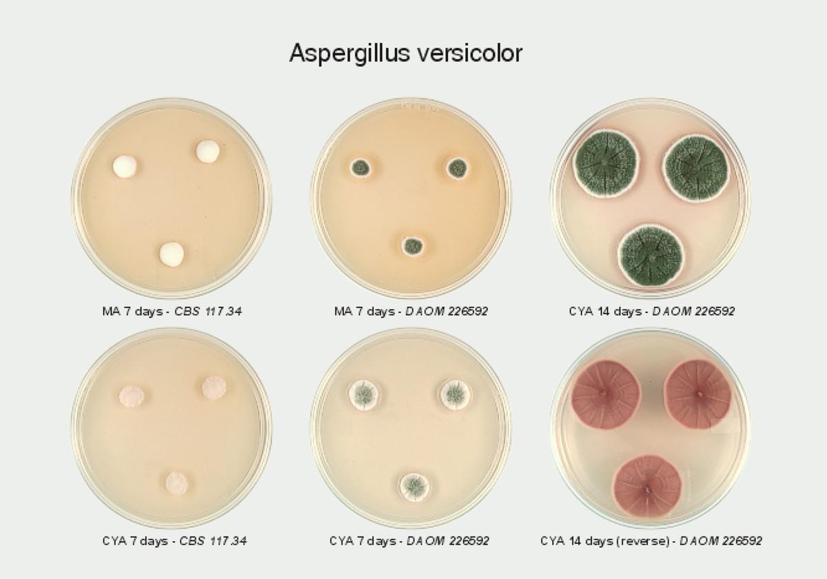 Aspergillus Versicolor - Identificación de hongos